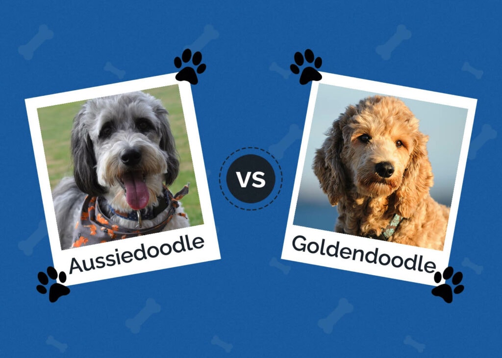 Aussiedoodle vs Goldendoodle
