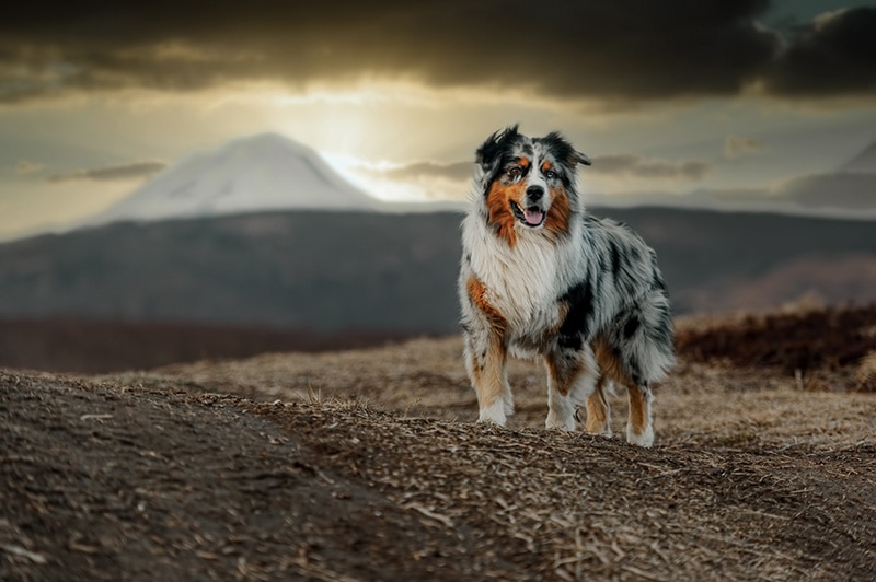 Australian shepherd dog