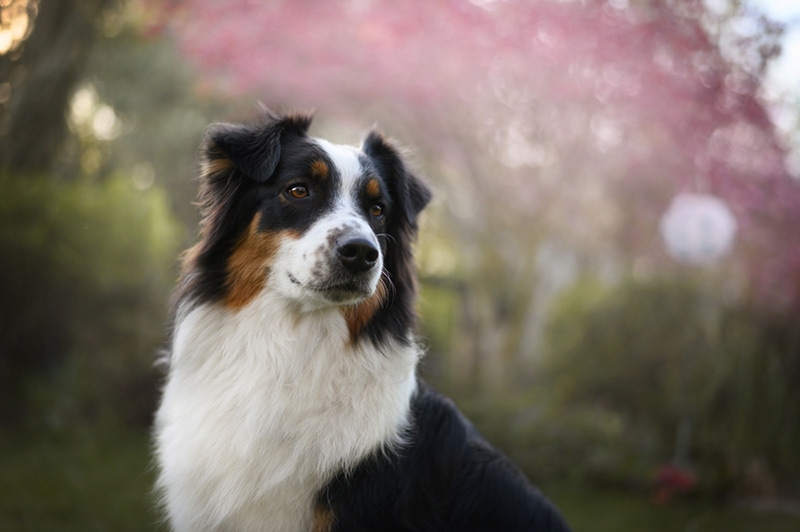 Australian shepherd female spring photography