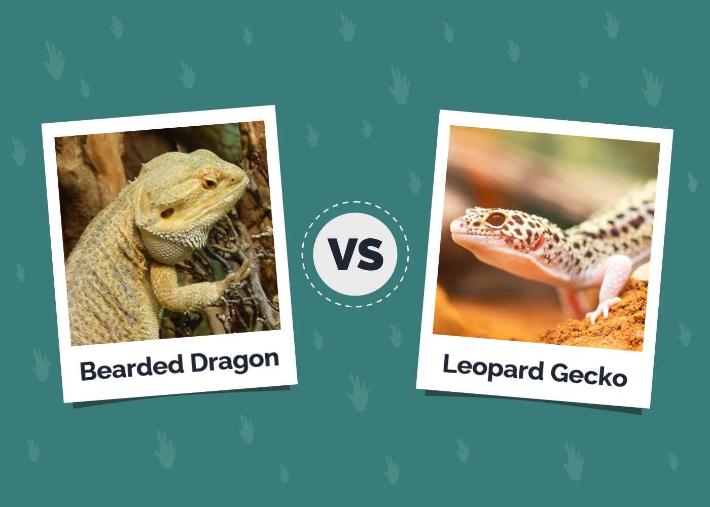 Bearded Dragon vs Leopard Gecko - Featured Image