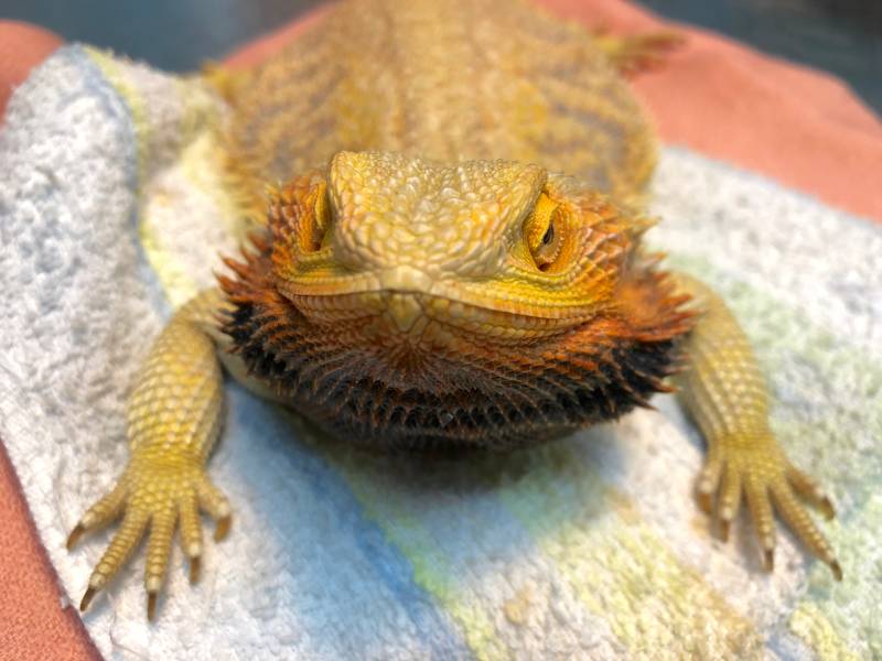 Bearded dragon at veterinary clinic for physical examination