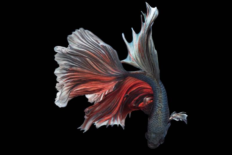 Beautiful fan tail betta fish movement on isolated background