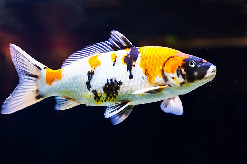 Black and Yellow Koi Carp