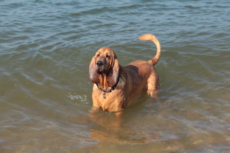 Bloodhound swimming in the ocean