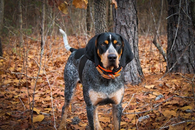 Bluetick coonhound out in the woods