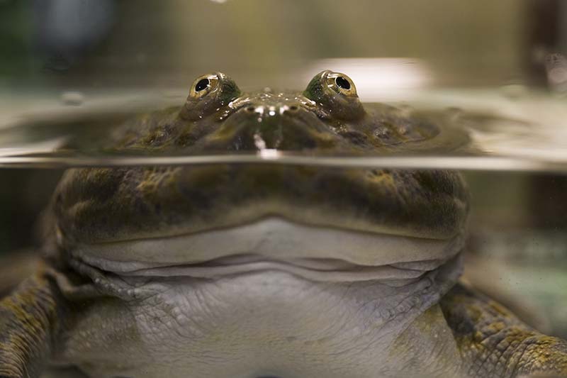 Budgett Frog under water
