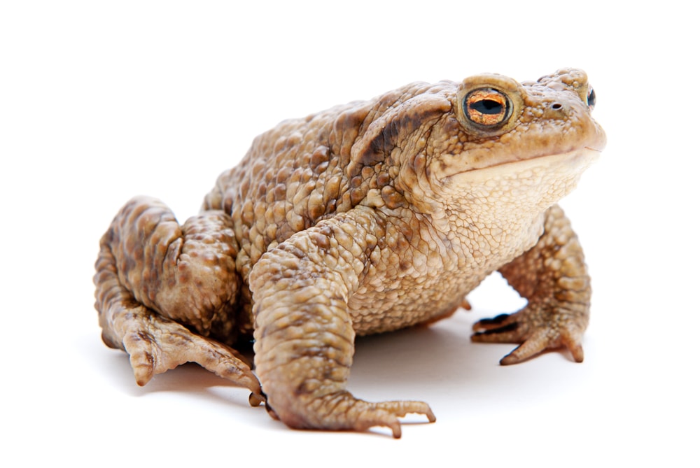Bufo Common European toad Bufo on white background