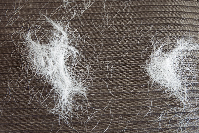 CLOSE-UP DOG OR CAT HAIR ON BLACK SOFA FURNITURE