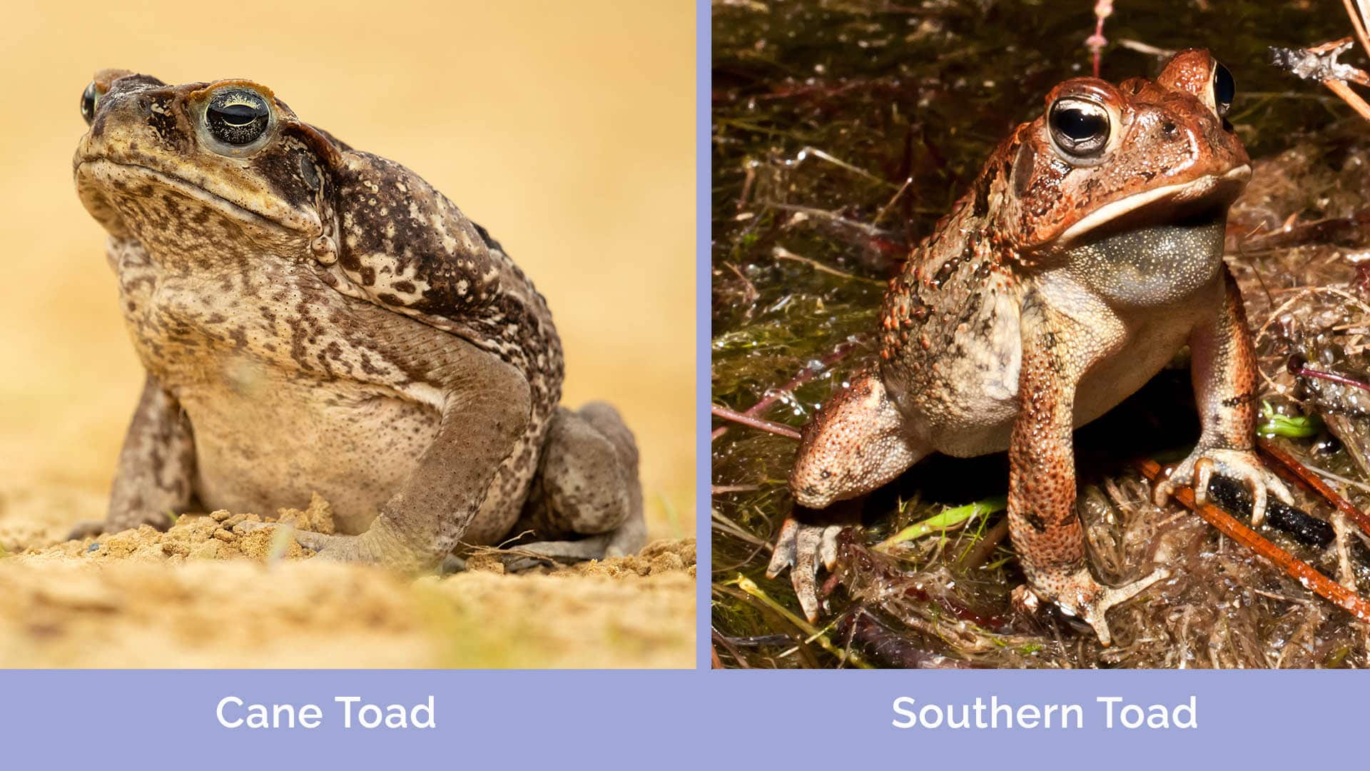 Cane Toad vs Southern Toad side by side