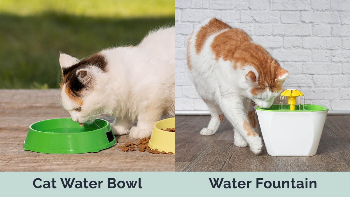 Cat Water Bowl vs Fountain side by side
