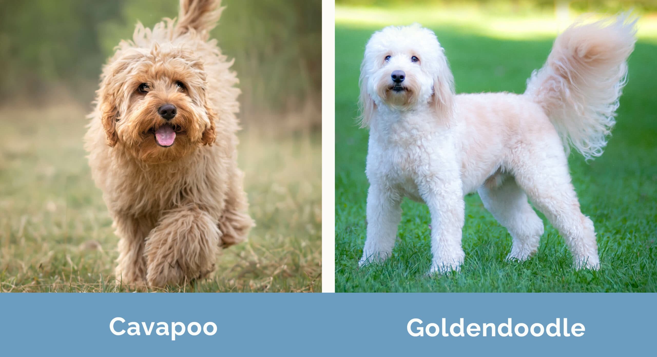 Cavapoo vs Goldendoodle side by side
