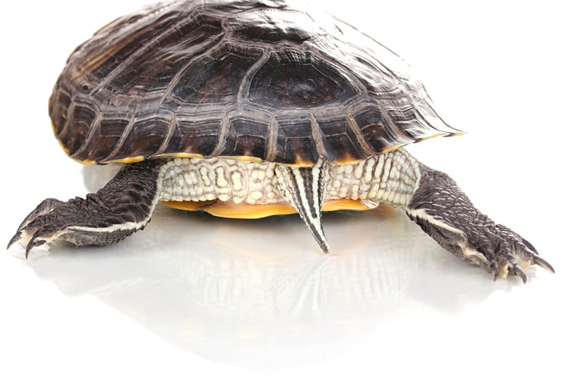 Cloaca of turtle