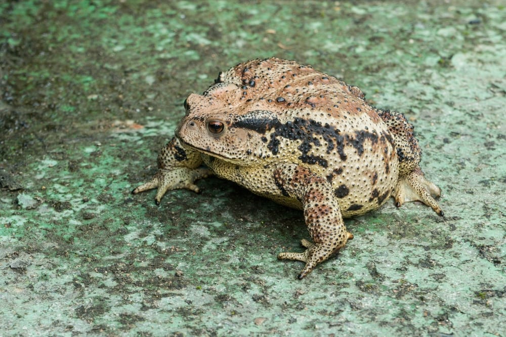 Close up of a toad of Bufo gargarizans sitting on concrete road