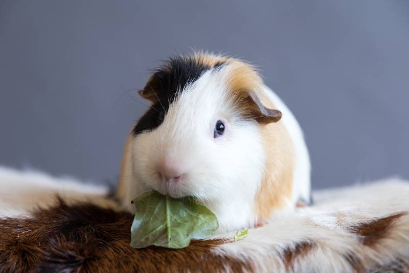 Closeup frontal view of adorable tricolor guinea pig with black button eyes sitting on cowhide cushion eating lettuce greedily