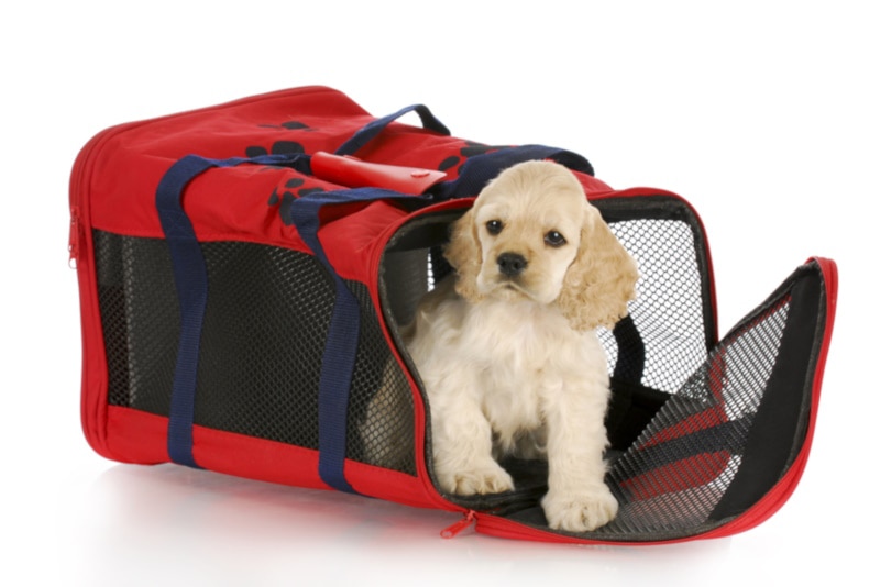 Cocker Spaniel puppy inside a soft-sided crate
