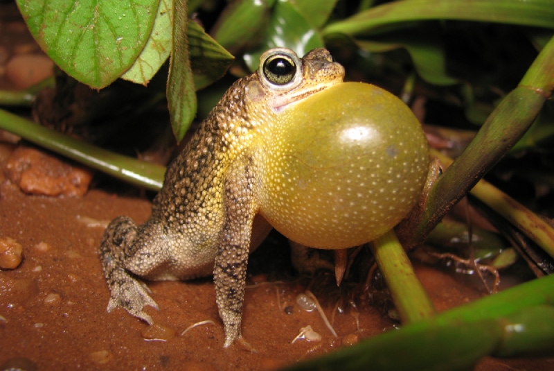 Common Lesser Toad croaking in the wild
