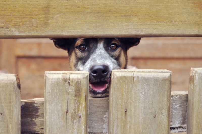 Dog peeking from a wooden crate