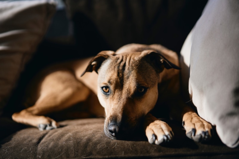 Dog resting on brown couch