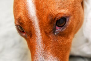Why Are My Dog’s Eyes Red? 13 Vet Reviewed Reasons & What To Do