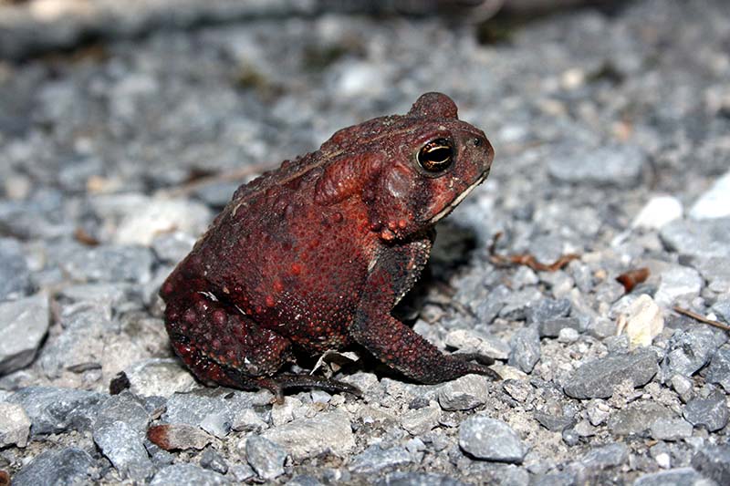 Dwarf American Toad