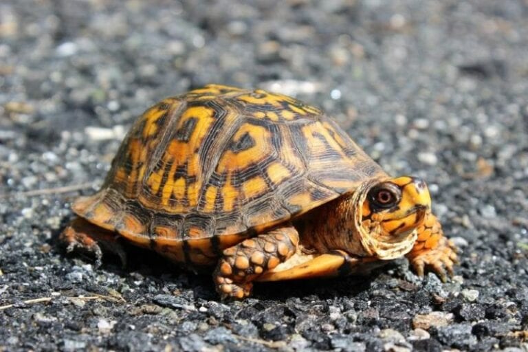 Sea Turtle vs Land Turtle: The Main Differences (With Pictures ...