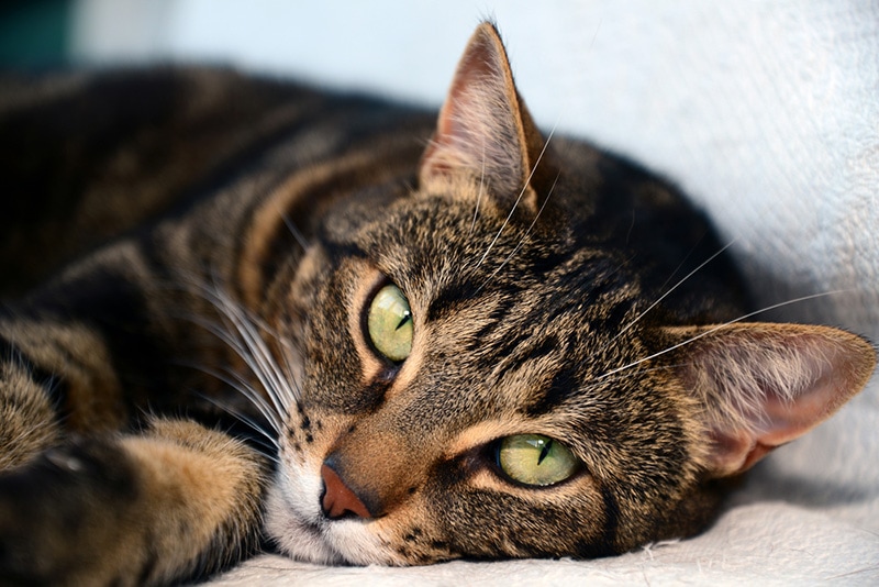 Egyptian Mau cat