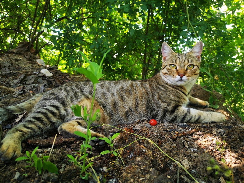 Egyptian mau cat resting in the shade