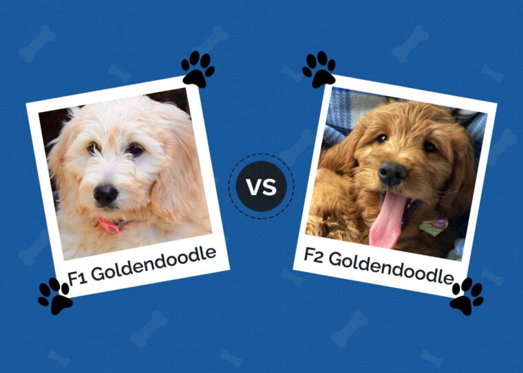 F1 vs. F2 Goldendoodle: The Key Differences (with Pictures) | Hepper ...