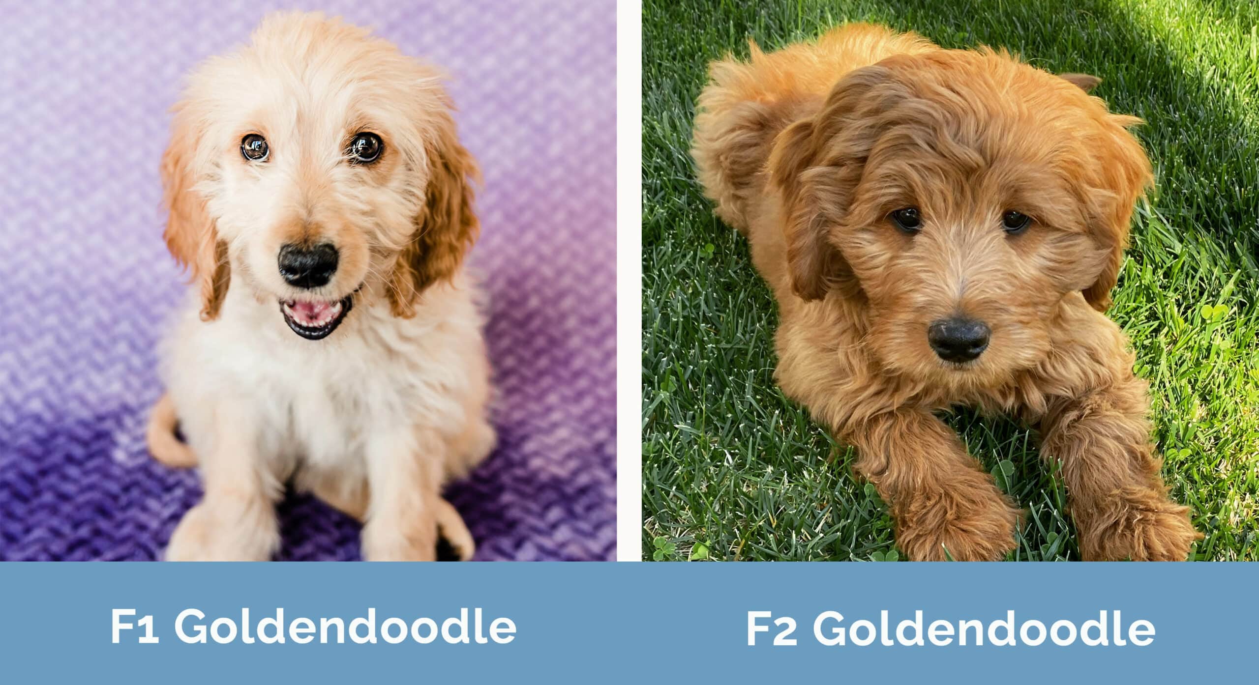 F1 vs F2 Goldendoodle side by side