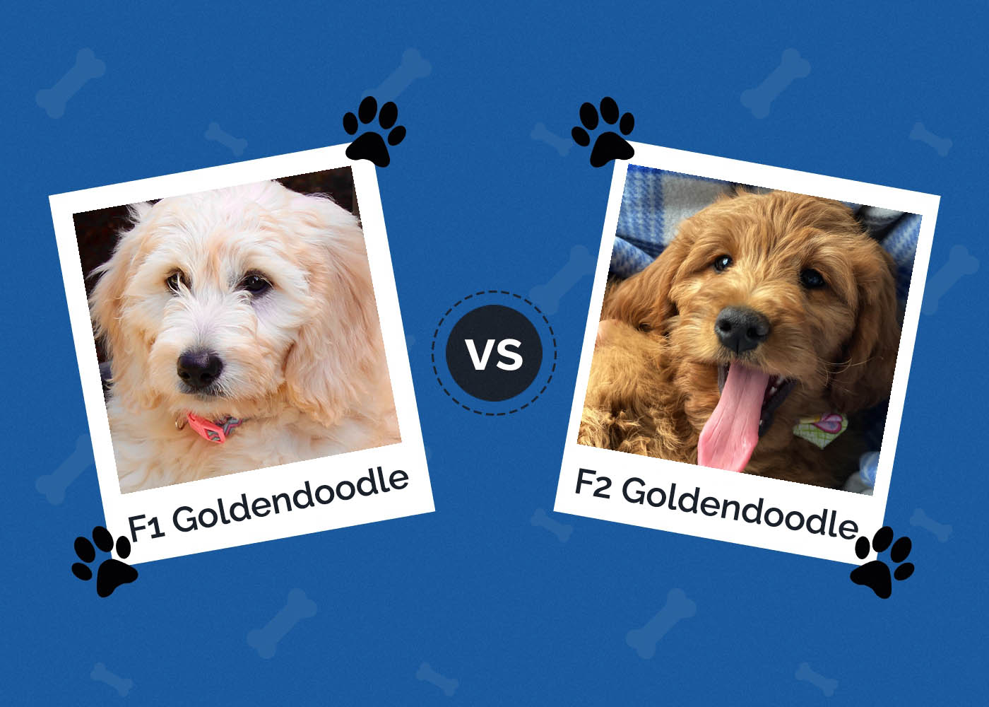 F1 vs F2 Goldendoodle