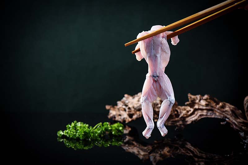 Fresh raw bullFrog for hot pot use
