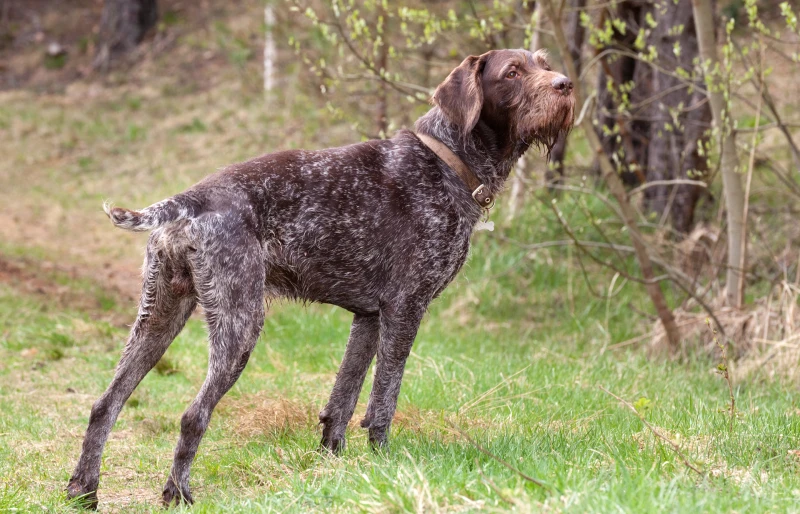 German Wirehaired Pointer dog with liver roan coloring outdoors in spring