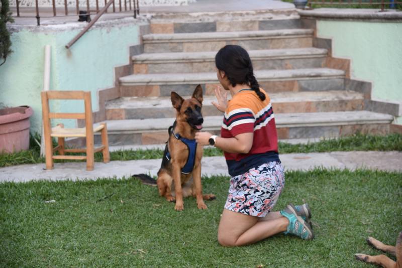Girl teaching her well-behaved German Shepherd dog to stay in her own home