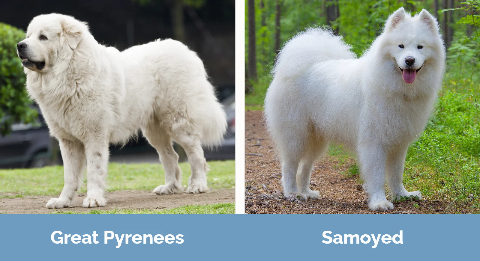 Great Pyrenees vs Samoyed - Visual Differences