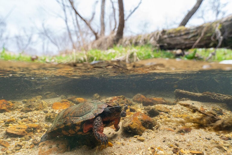 Can Turtles Live in a Pond During Winter? Vet-Approved Safety Guide ...