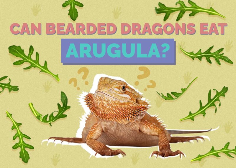 Hepper_Can Bearded Dragons Eat_Arugula