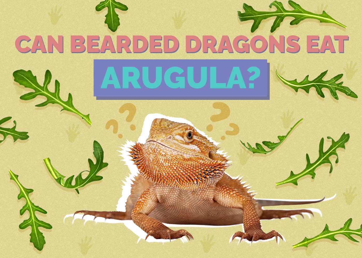 Hepper_Can Bearded Dragons Eat_Arugula