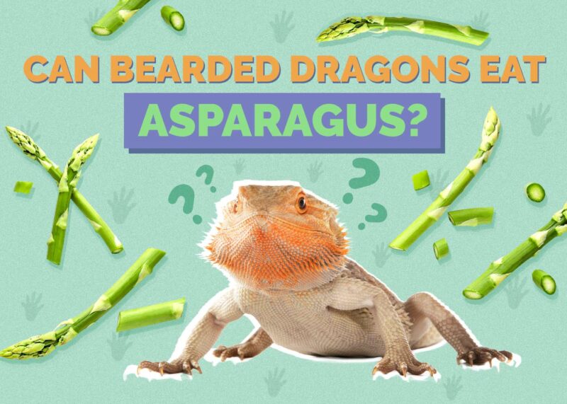 Hepper_Can Bearded Dragons Eat_Asparagus