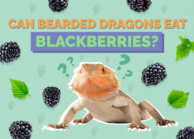 Hepper_Can Bearded Dragons Eat_Blackberries