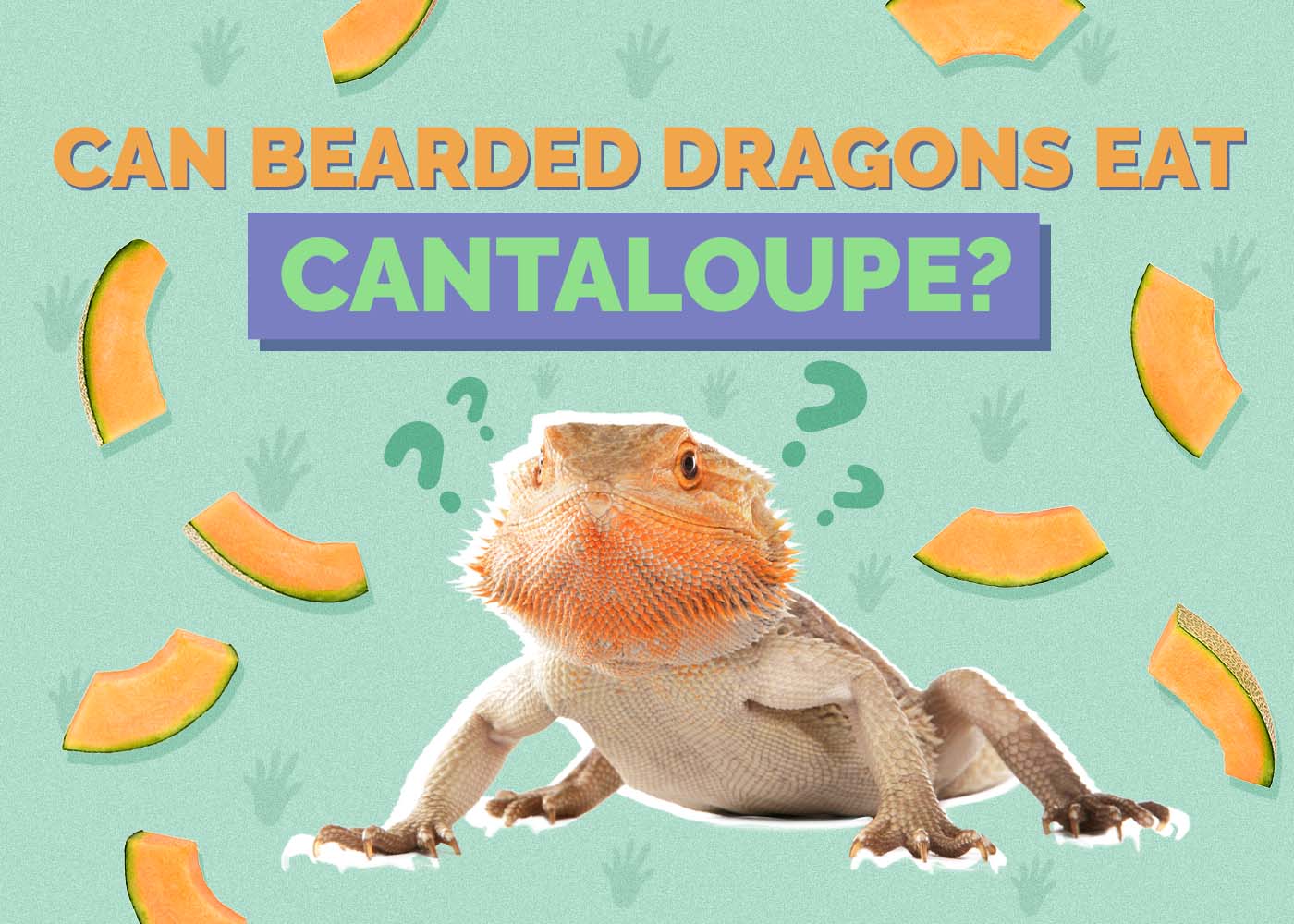 Hepper_Can Bearded Dragons Eat_Cantaloupe