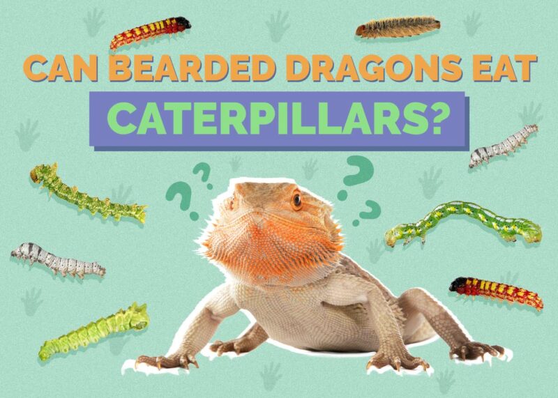 Hepper_Can Bearded Dragons Eat_Caterpillars