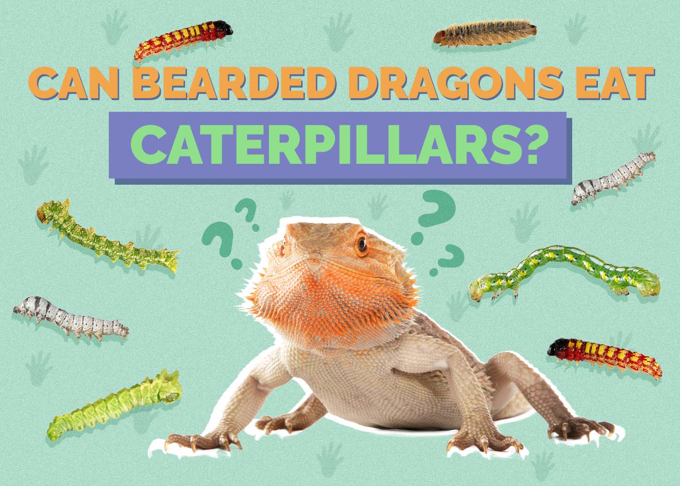 Hepper_Can Bearded Dragons Eat_Caterpillars
