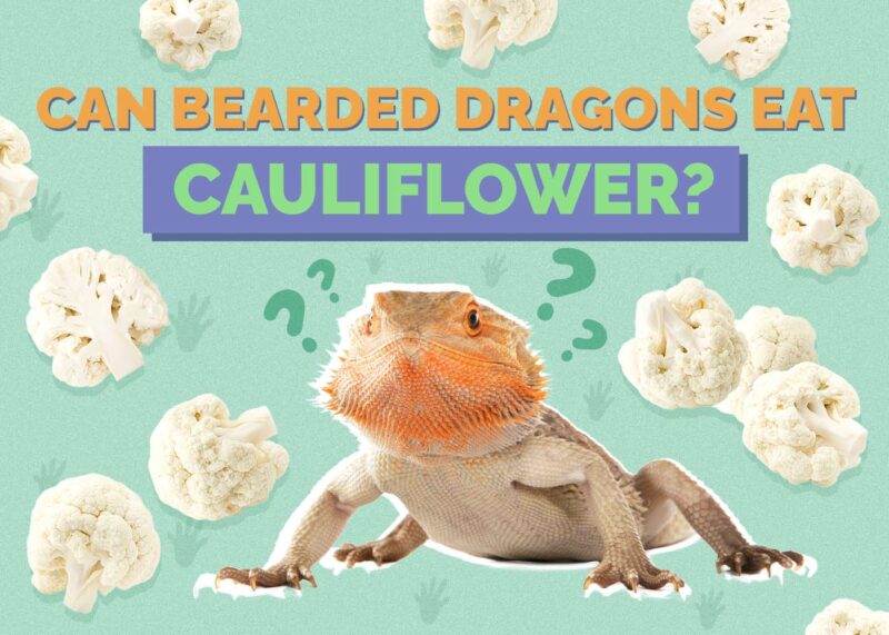 Hepper_Can Bearded Dragons Eat_Cauliflower