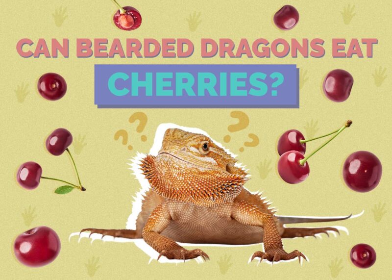 Hepper_Can Bearded Dragons Eat_Cherries