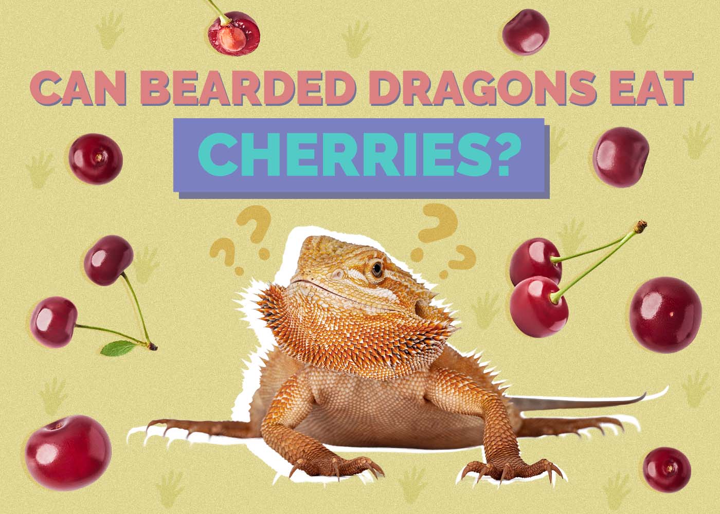 Hepper_Can Bearded Dragons Eat_Cherries