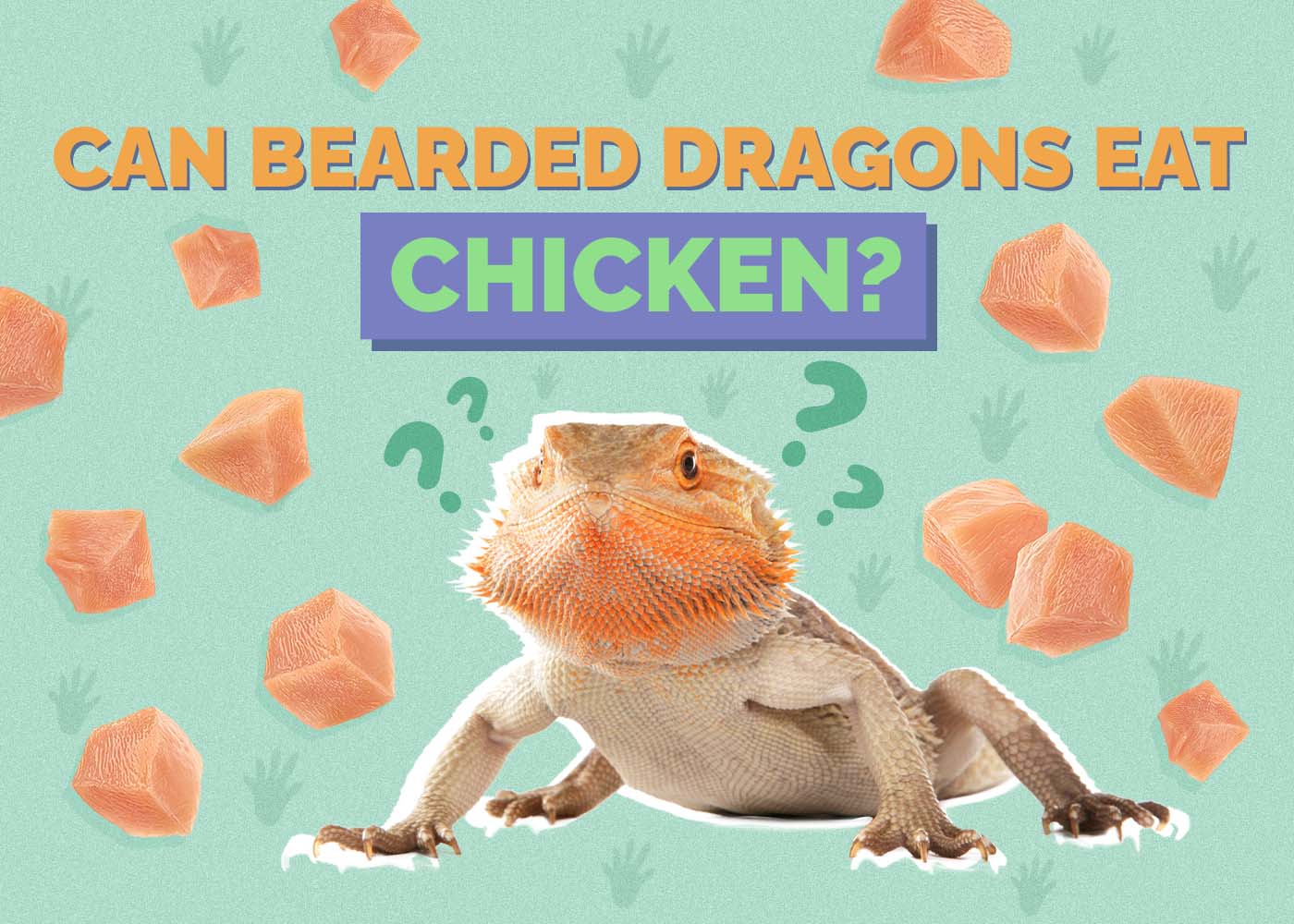 Hepper_Can Bearded Dragons Eat_Chicken