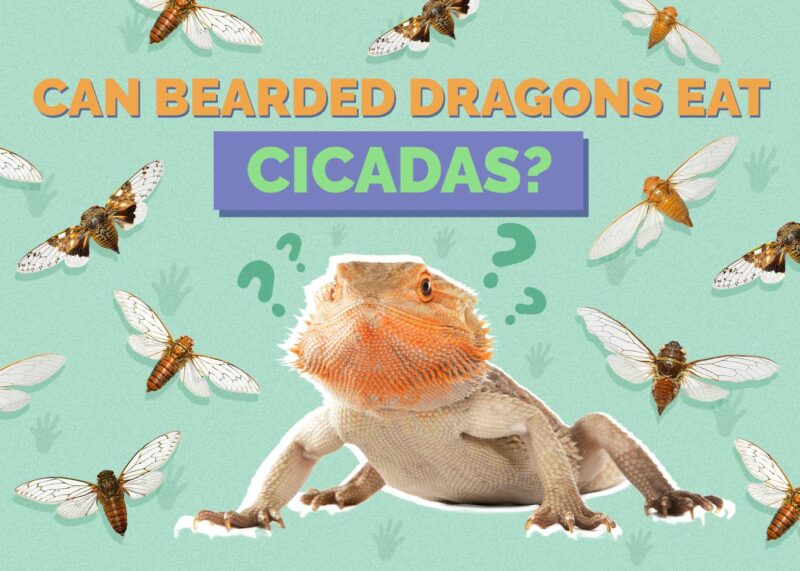 Hepper_Can Bearded Dragons Eat_Cicadas