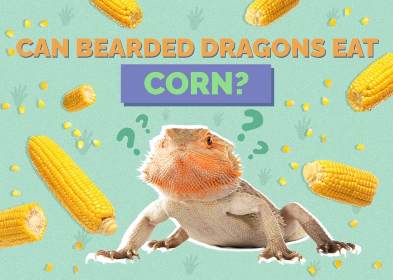 Hepper_Can Bearded Dragons Eat_Corn