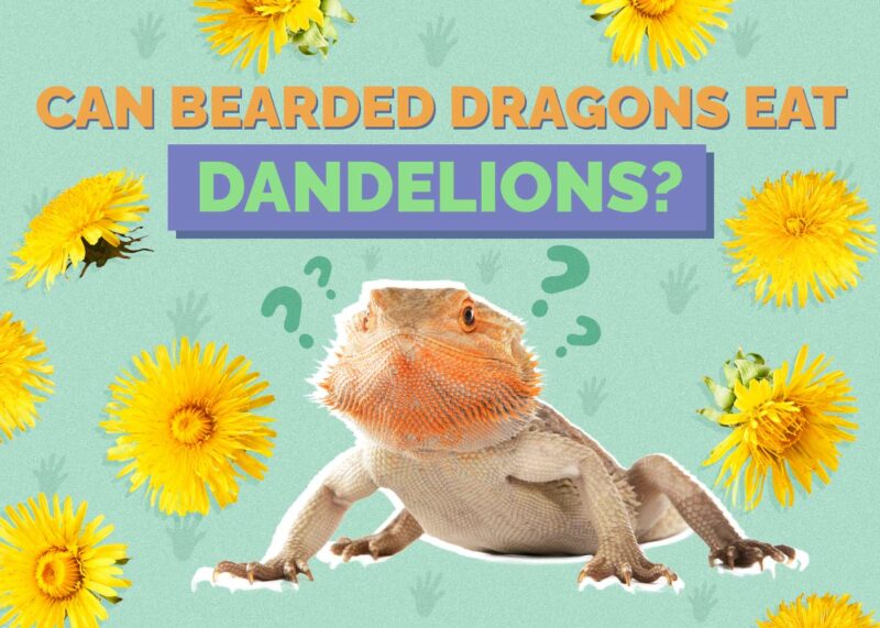 Hepper_Can Bearded Dragons Eat_Dandelion