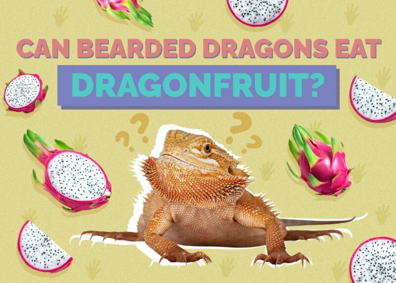 Hepper_Can Bearded Dragons Eat_Dragonfruit